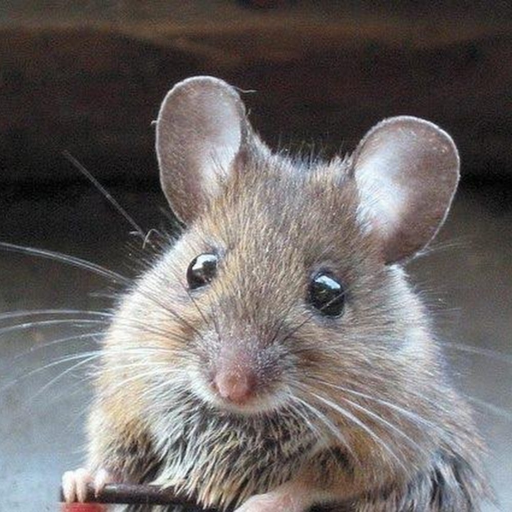 Meet your Posher, Mikaela